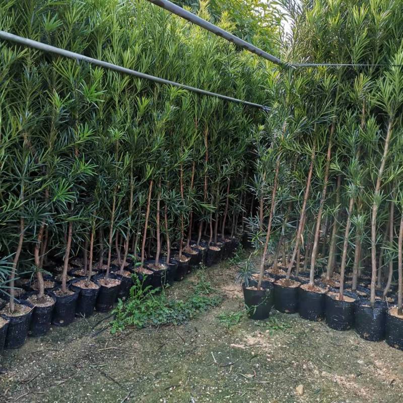 罗汉松杯苗【大量上市】产地直供可视频看货保质保量