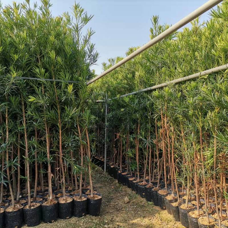罗汉松杯苗【大量上市】产地直供可视频看货保质保量