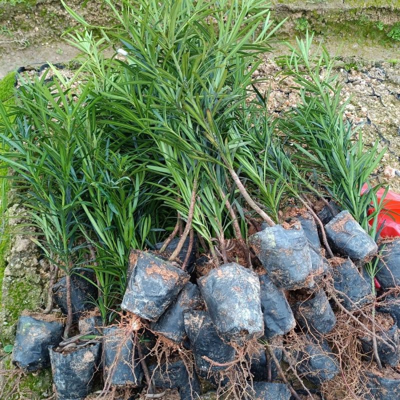 罗汉松杯苗【大量上市】产地直供可视频看货保质保量
