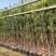 罗汉松杯苗【大量上市】产地直供可视频看货保质保量
