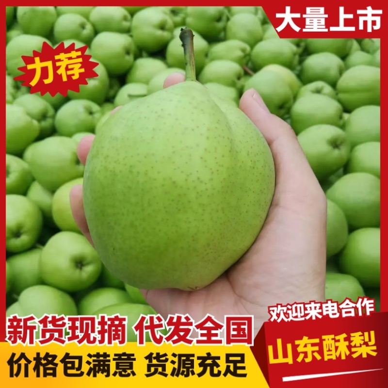 山东现货早酥梨生产基地皮薄多汁香酥梨现货大量供应