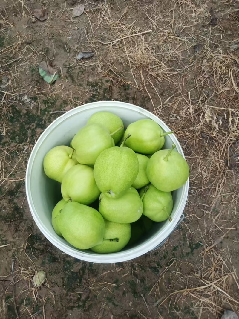 山东现货早酥梨生产基地皮薄多汁香酥梨现货大量供应