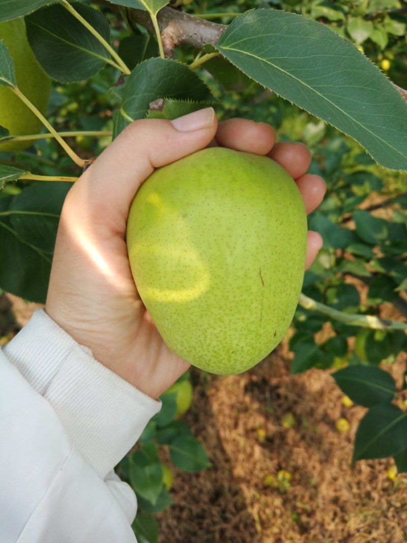 山东现货早酥梨生产基地皮薄多汁香酥梨现货大量供应