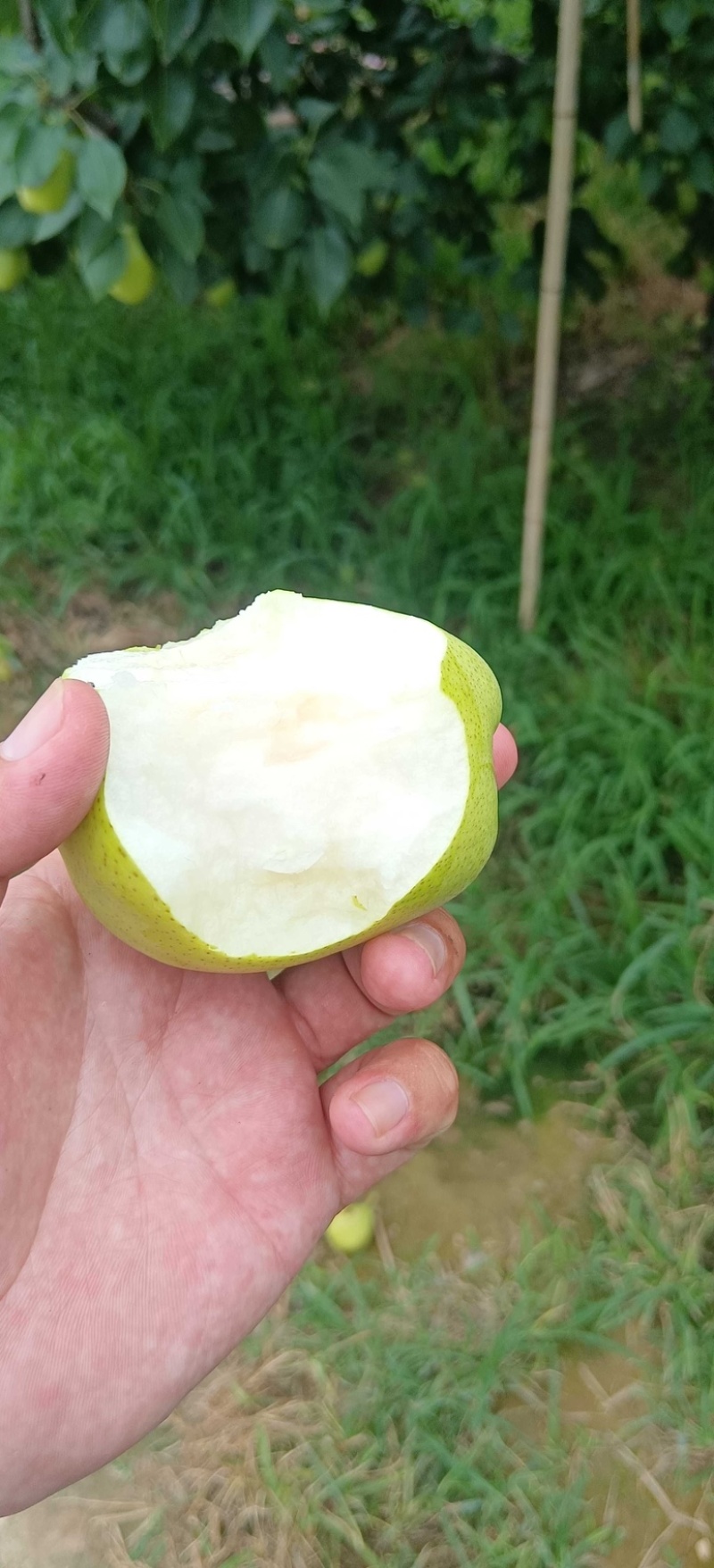 山东现货早酥梨生产基地皮薄多汁香酥梨现货大量供应