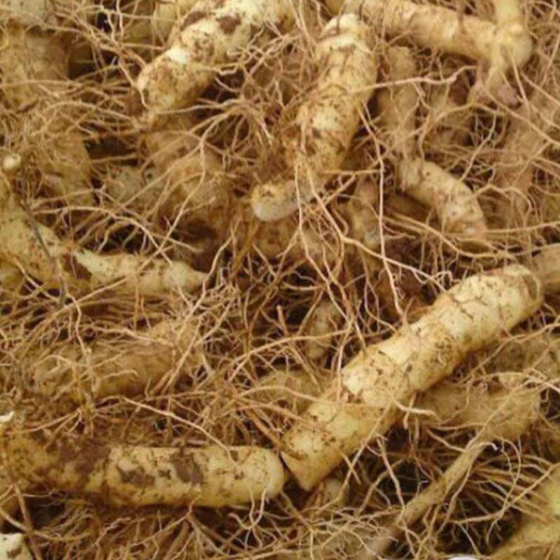 连州星子玉竹