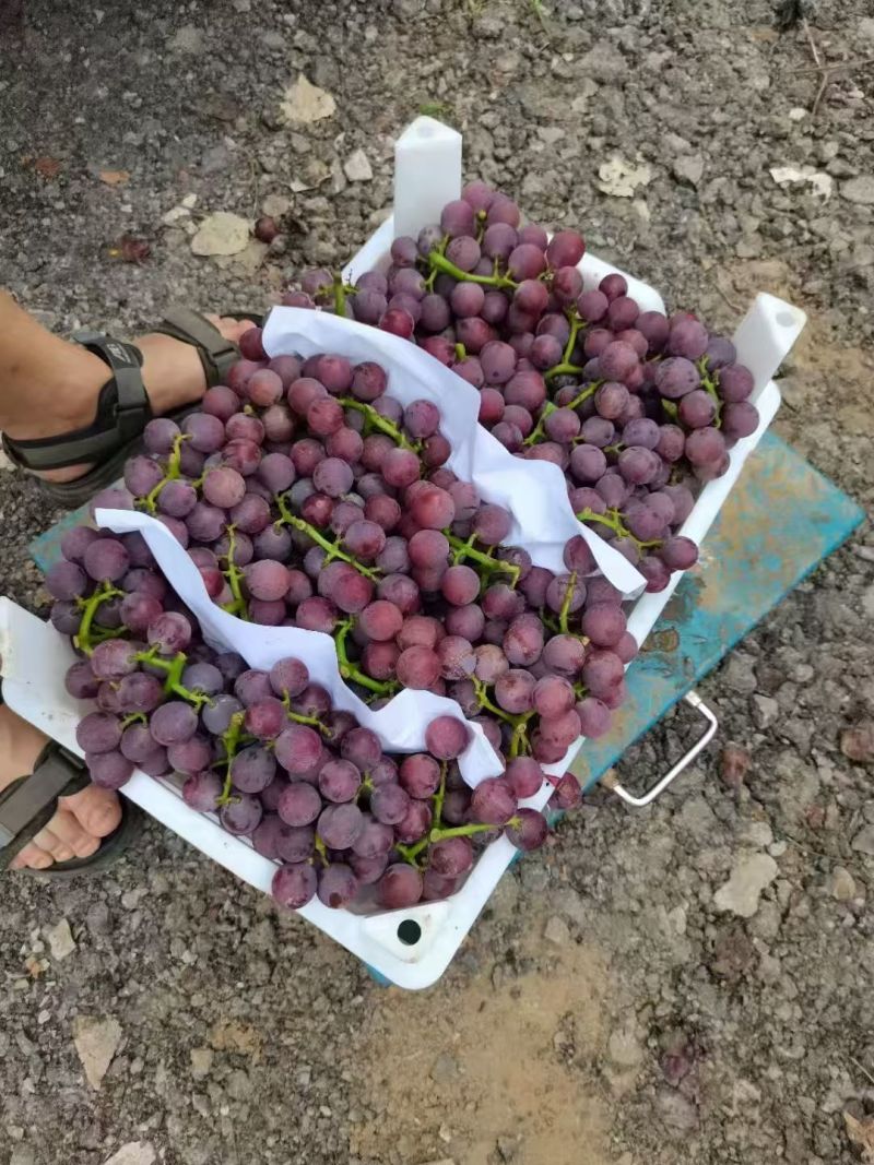 巨峰葡萄大量上市