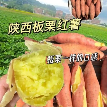 宝鸡秦薯5号板栗红薯大量上市欢迎全国各地客商洽谈合作