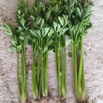 芹菜万亩基地一手货源！质量保证优质货源
