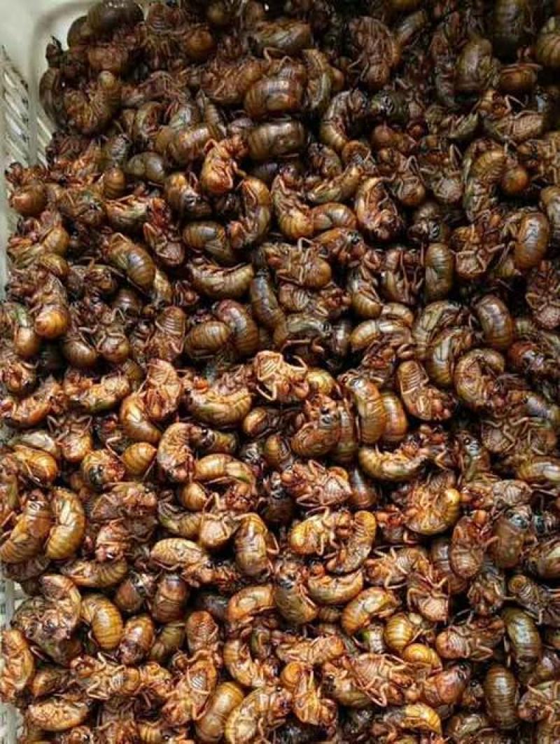 金蝉，银蝉