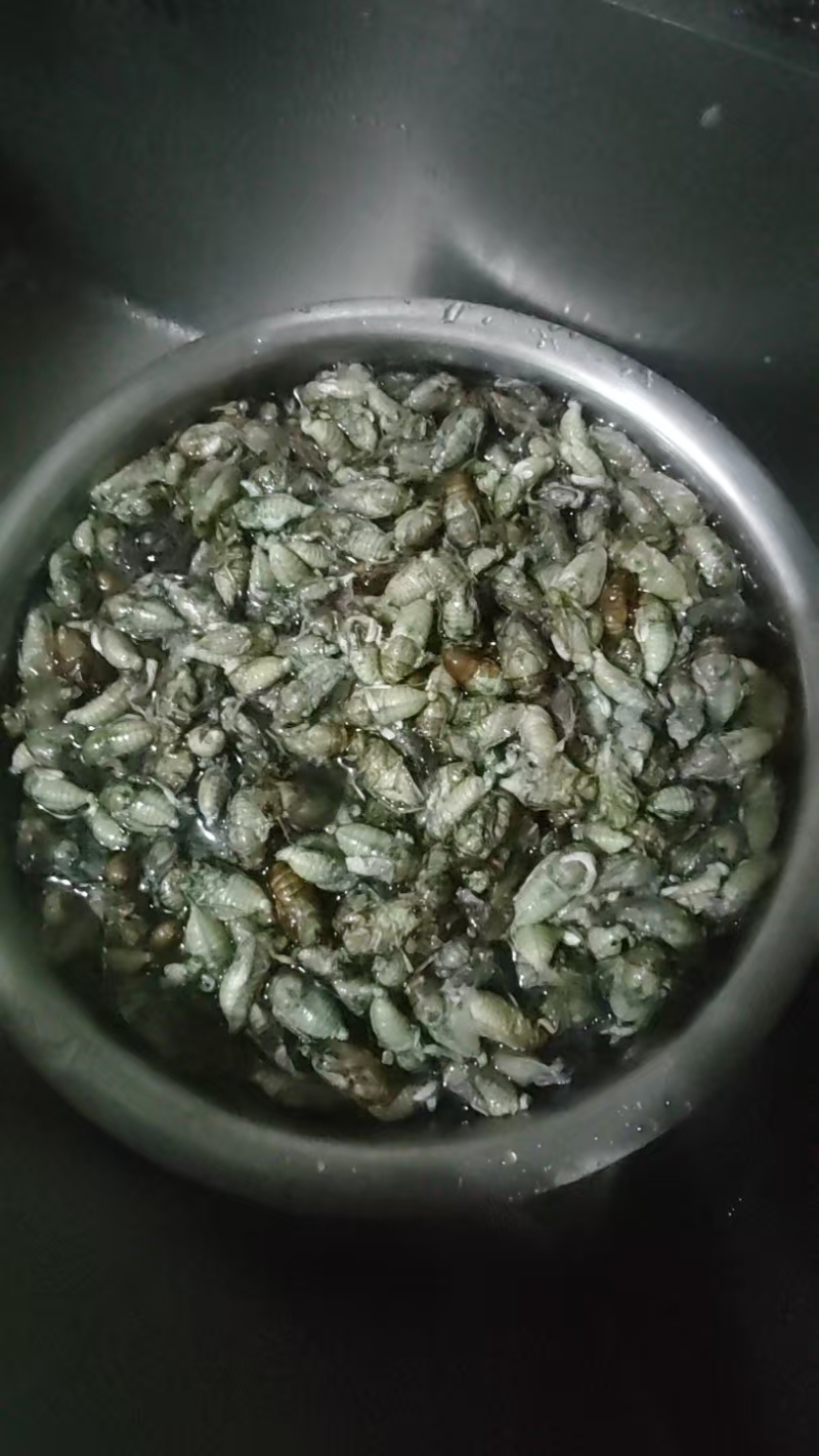 金蝉，银蝉