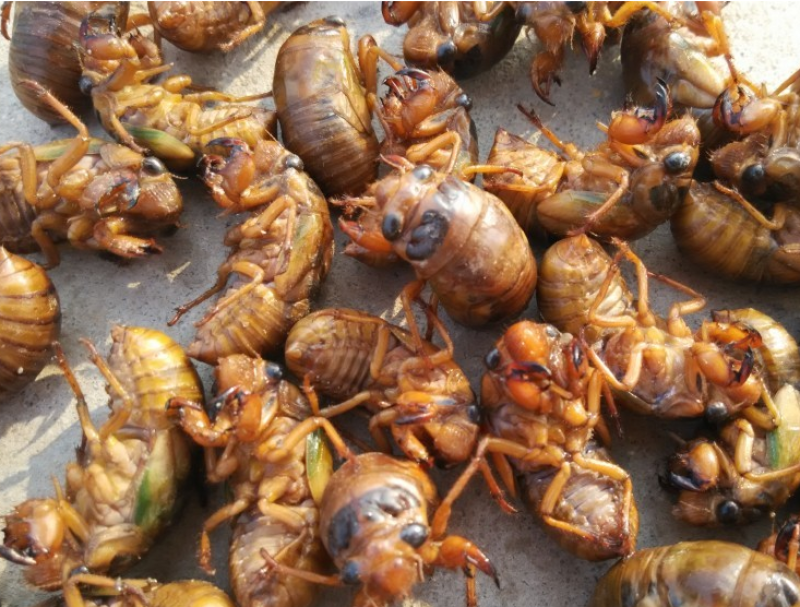 金蝉，银蝉