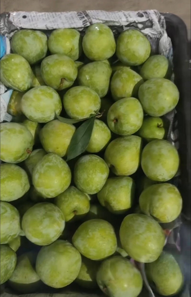 优质奈李
