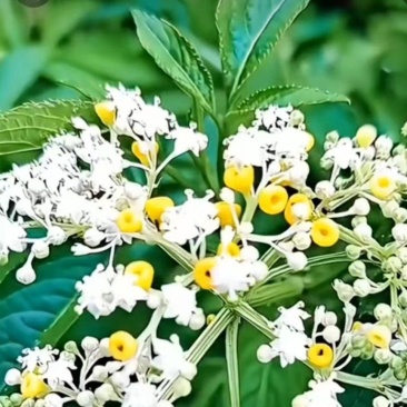 接骨草