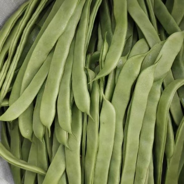 甘肃四季豆现摘现发高山种植一手货源，产地直出