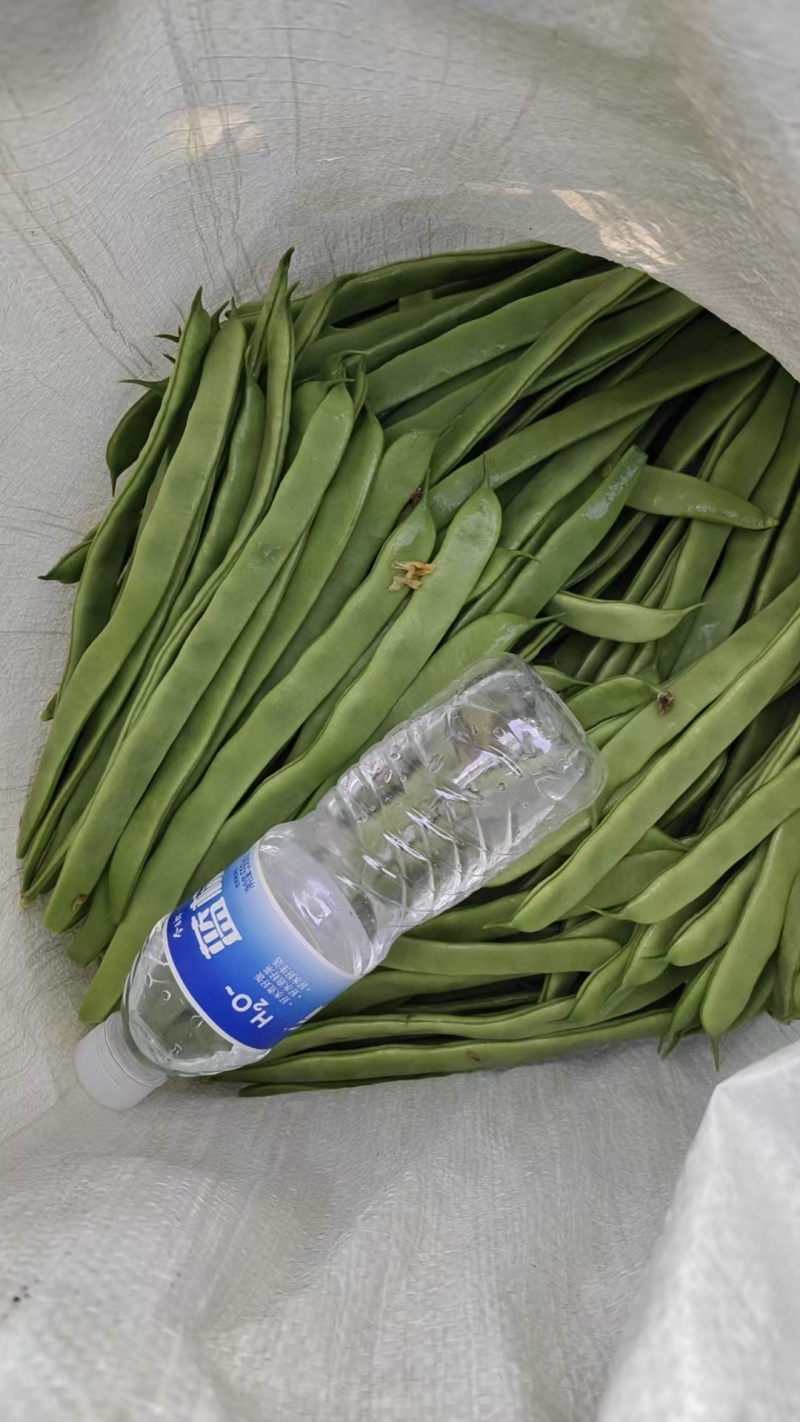 甘肃四季豆现摘现发高山种植一手货源，产地直出