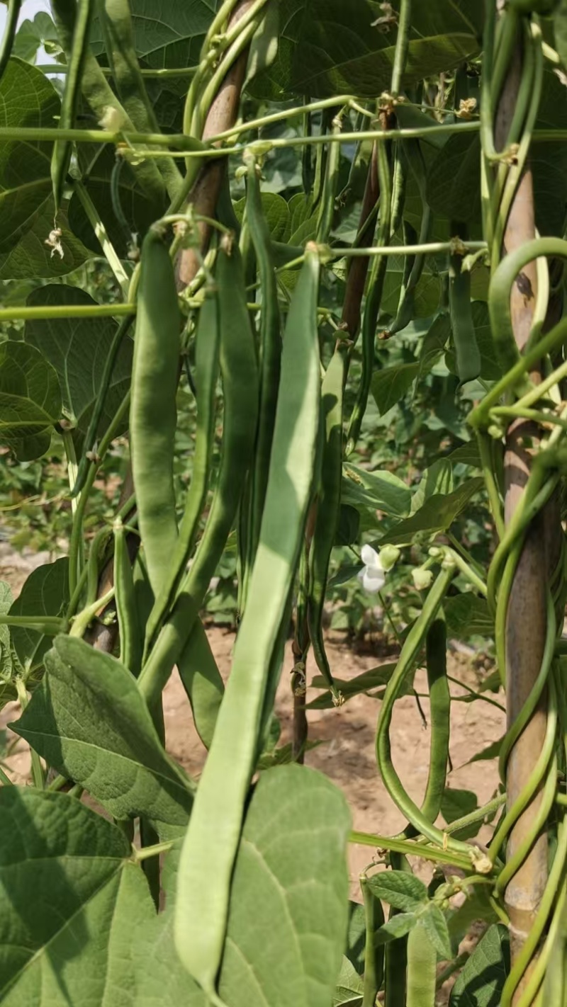 甘肃四季豆现摘现发高山种植一手货源，产地直出