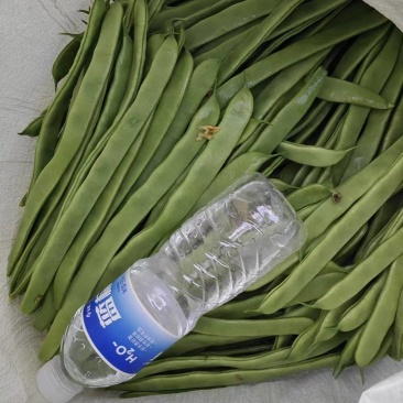 甘肃无筋豆产地一手货源保质保量支持视频看货