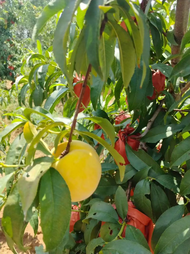 锦绣黄桃