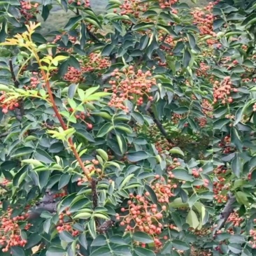 花椒