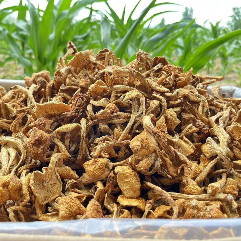 东北大兴安岭新货滑子菇5斤净重剪根干货小黄蘑滑山货小鸡炖蘑菇