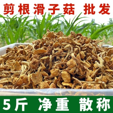 东北大兴安岭新货滑子菇5斤净重剪根干货小黄蘑滑山货小鸡炖蘑菇