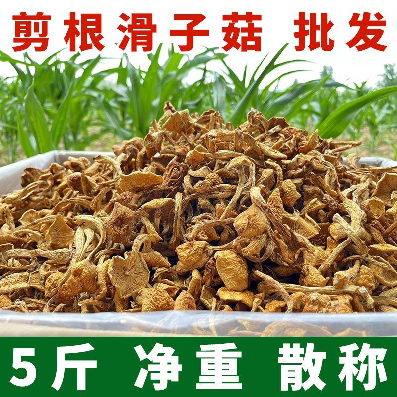 东北大兴安岭新货滑子菇5斤净重剪根干货小黄蘑滑山货小鸡炖蘑菇