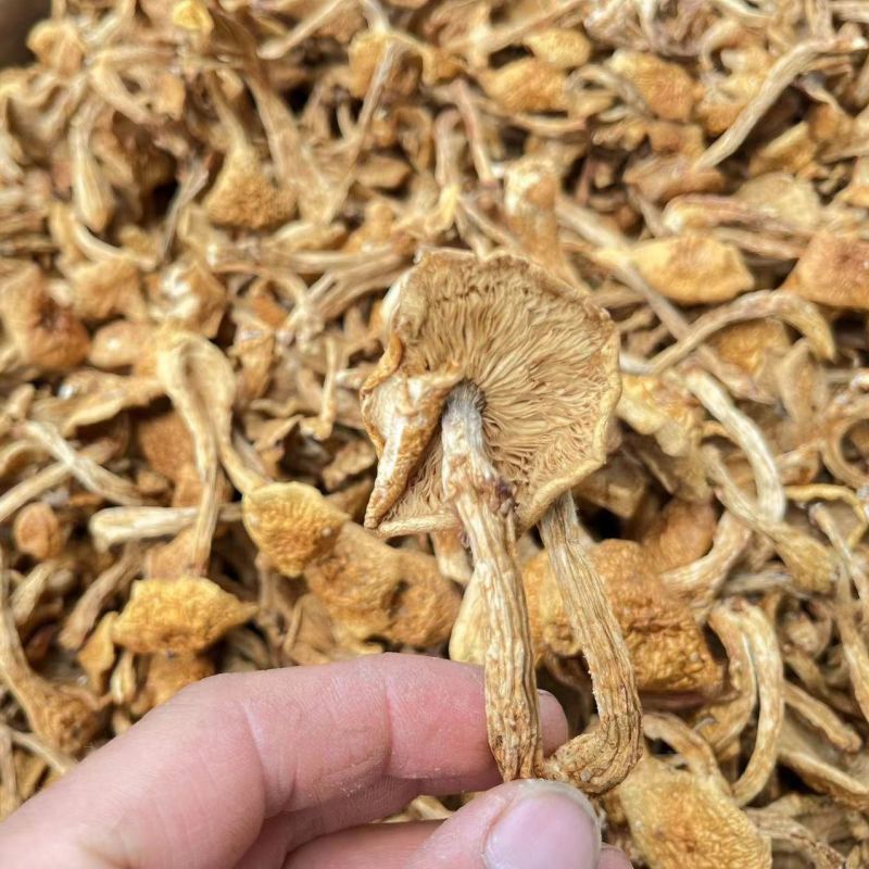 东北大兴安岭新货滑子菇5斤净重剪根干货小黄蘑滑山货小鸡炖蘑菇