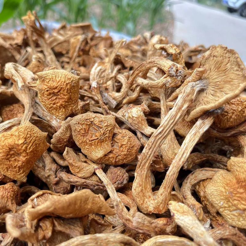 东北大兴安岭新货滑子菇5斤净重剪根干货小黄蘑滑山货小鸡炖蘑菇