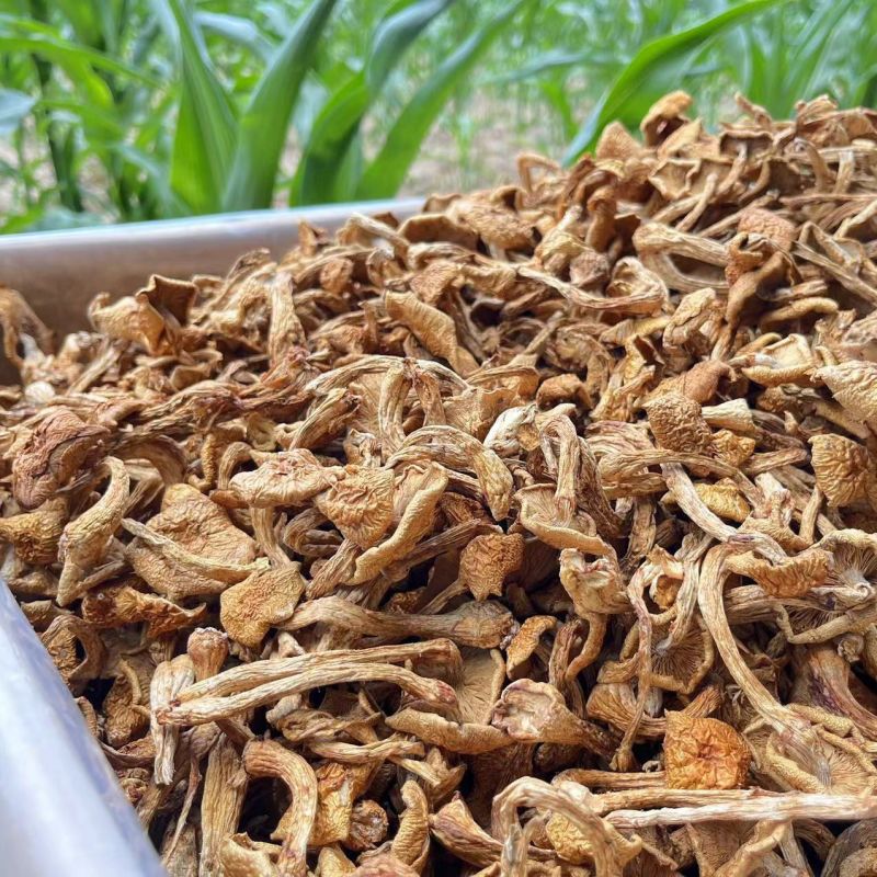 东北大兴安岭新货滑子菇5斤净重剪根干货小黄蘑滑山货小鸡炖蘑菇
