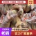 老鸽子，乳鸽肉，大量供应厂家直销价格优惠