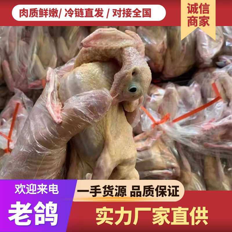 老鸽子，乳鸽肉，大量供应厂家直销价格优惠