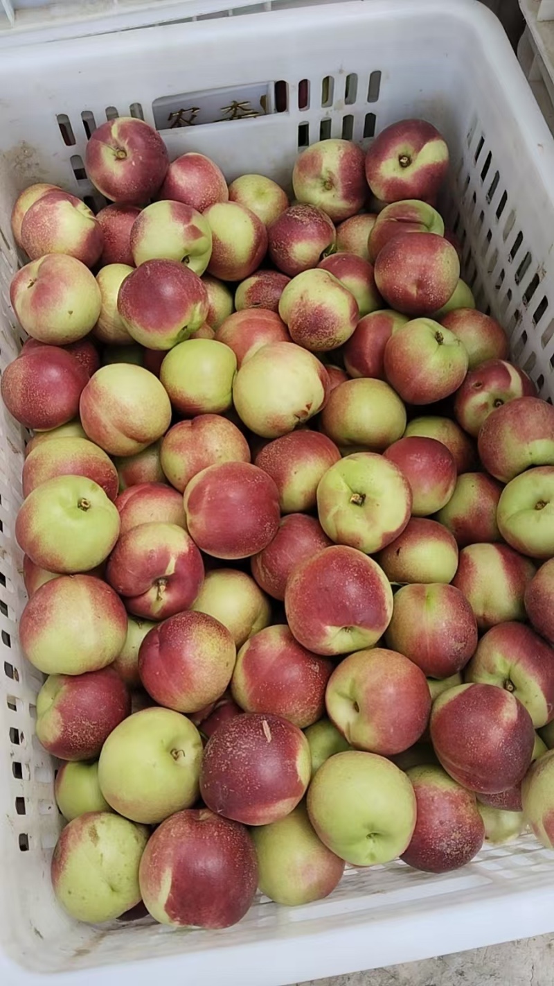 河南省郑州市巩义60亩珍珠枣油桃2000斤起批