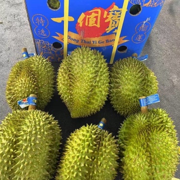 《东泰一个宝》泰国榴莲保质保量对接全国货源充足品质保证