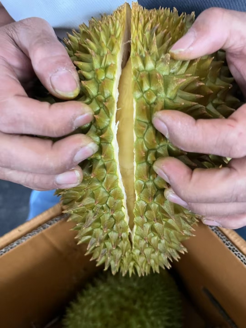《东泰一个宝》泰国榴莲保质保量对接全国货源充足品质保证