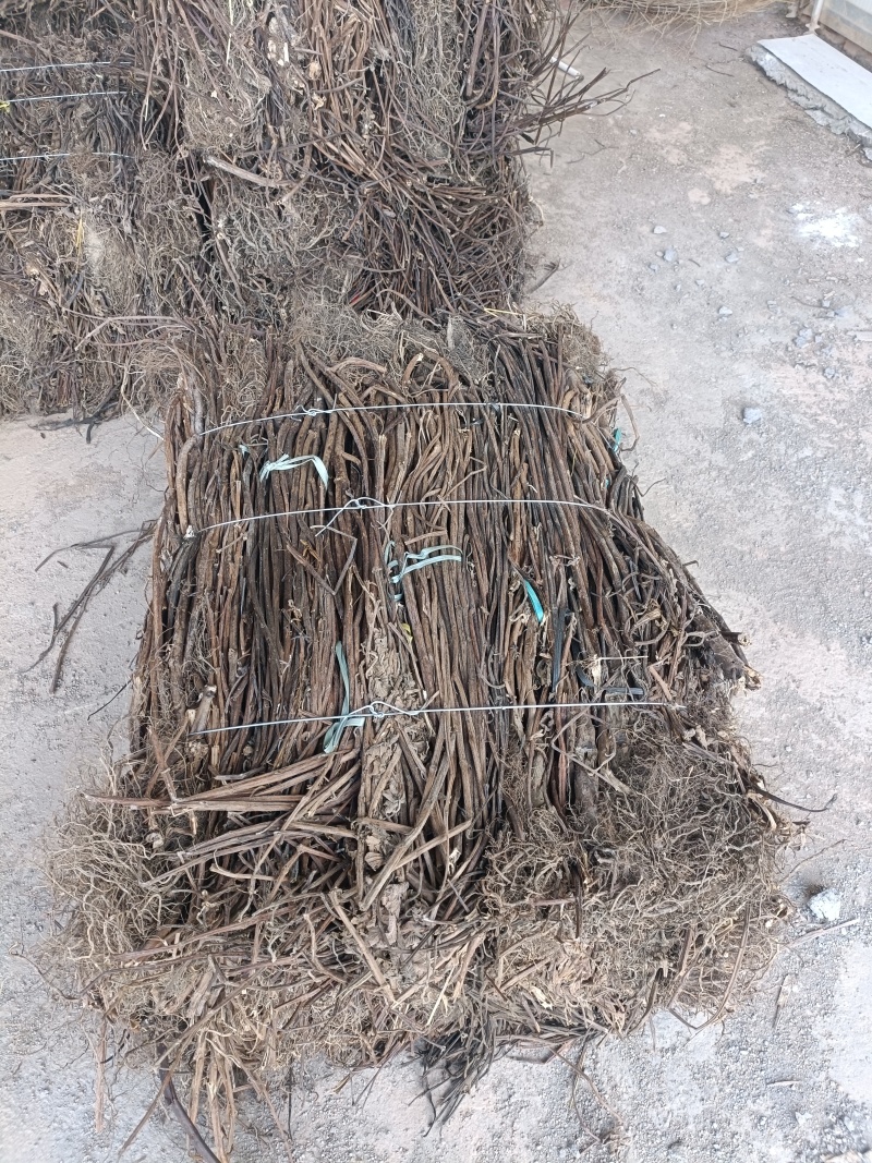 精品香排草