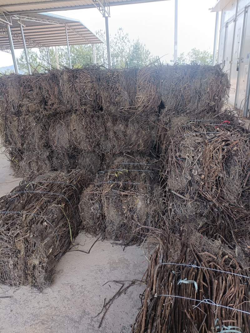 精品香排草