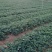 大叶红颜草莓苗