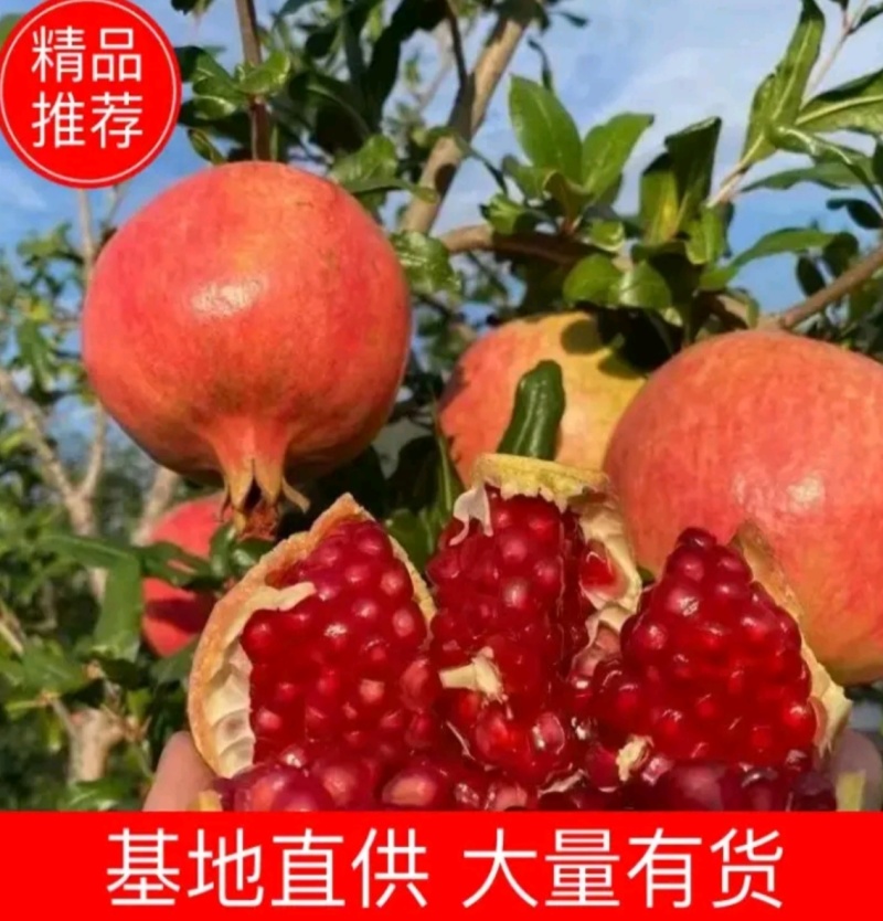 四川会理软籽石榴/突尼斯软籽石榴电商批发出口外贸/加工
