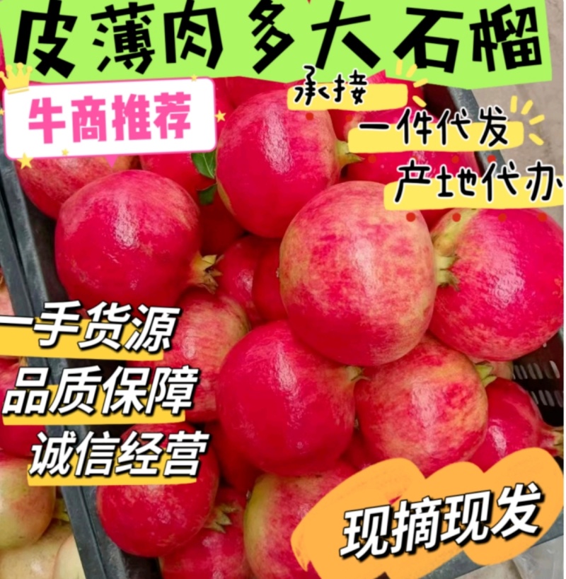 四川会理软籽石榴/突尼斯软籽石榴电商批发出口外贸/加工