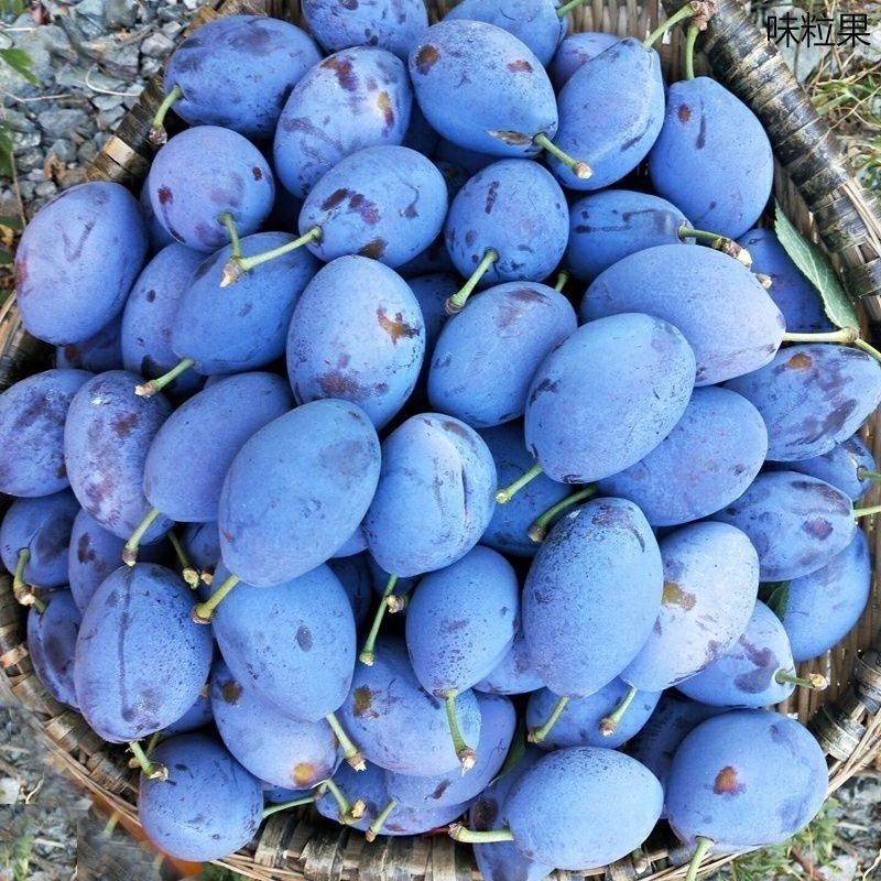 四川高山蜂糖大西梅新鲜正宗新疆蓝蜜脱骨黄肉西梅李子整箱包邮