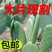 结果仙人掌基地直发价格便宜