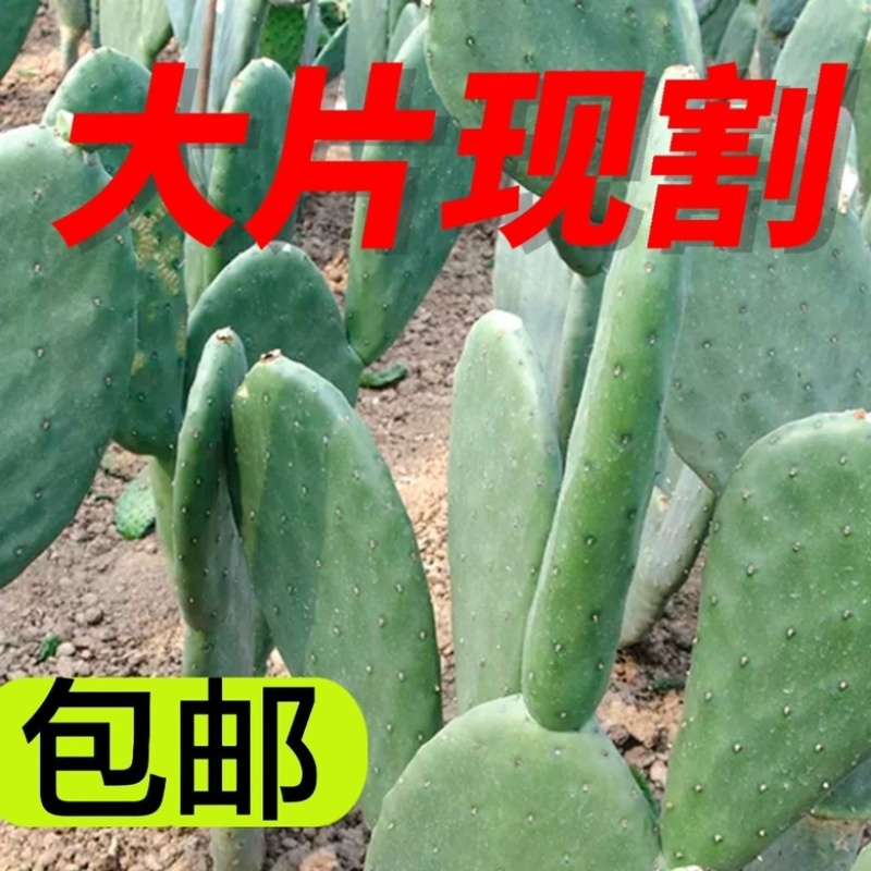 结果仙人掌基地直发价格便宜