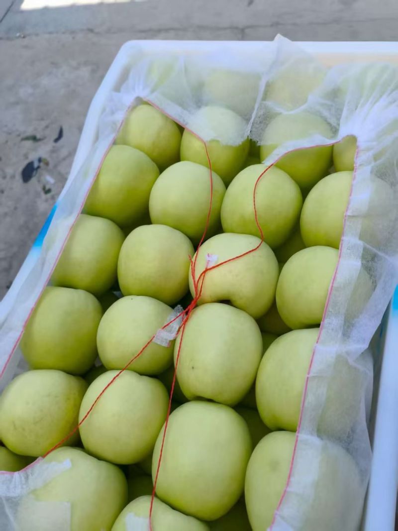 美八苹果75mm以上膜袋个头大货源充足
