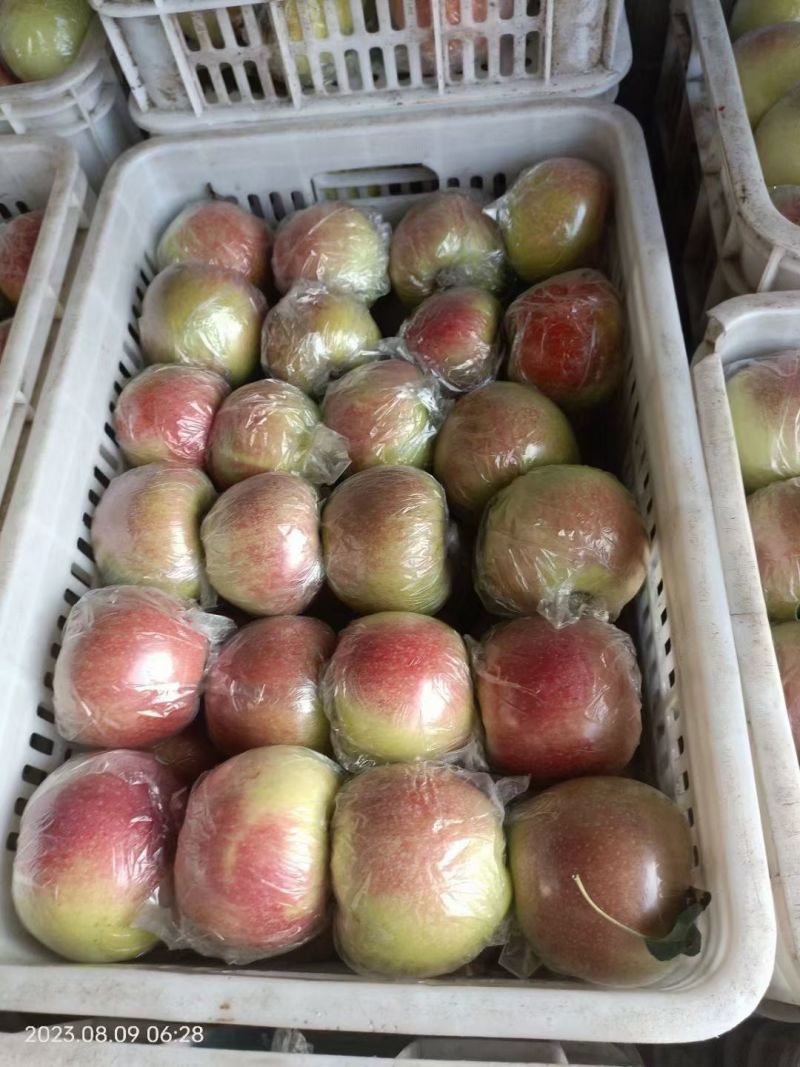 美八苹果75mm以上膜袋个头大货源充足
