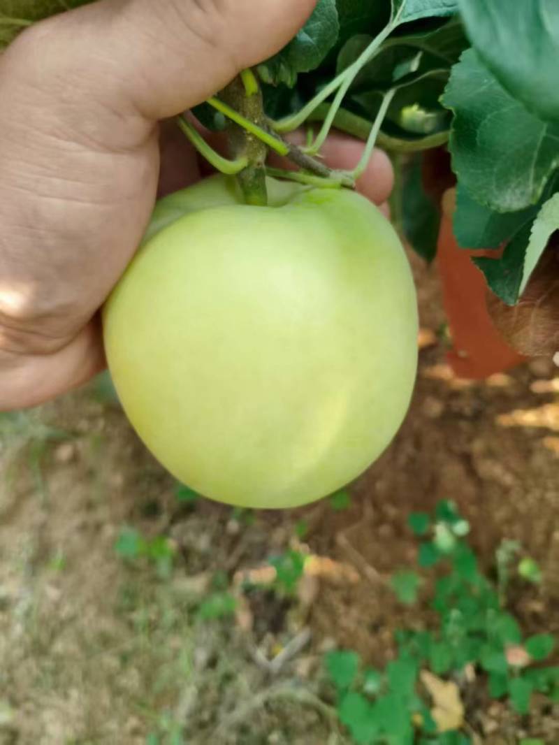 美八苹果75mm以上膜袋个头大货源充足