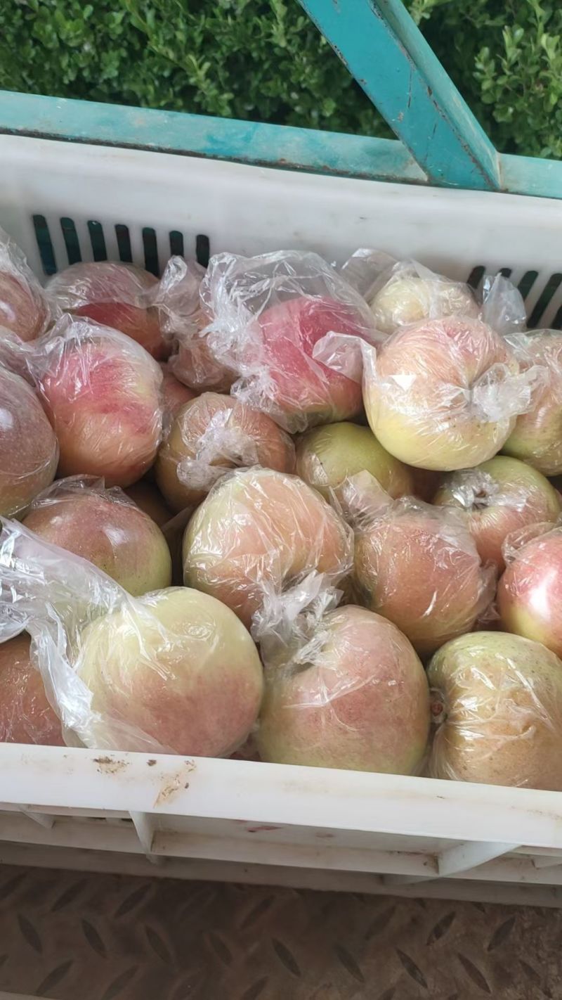 美八苹果75mm以上膜袋个头大货源充足