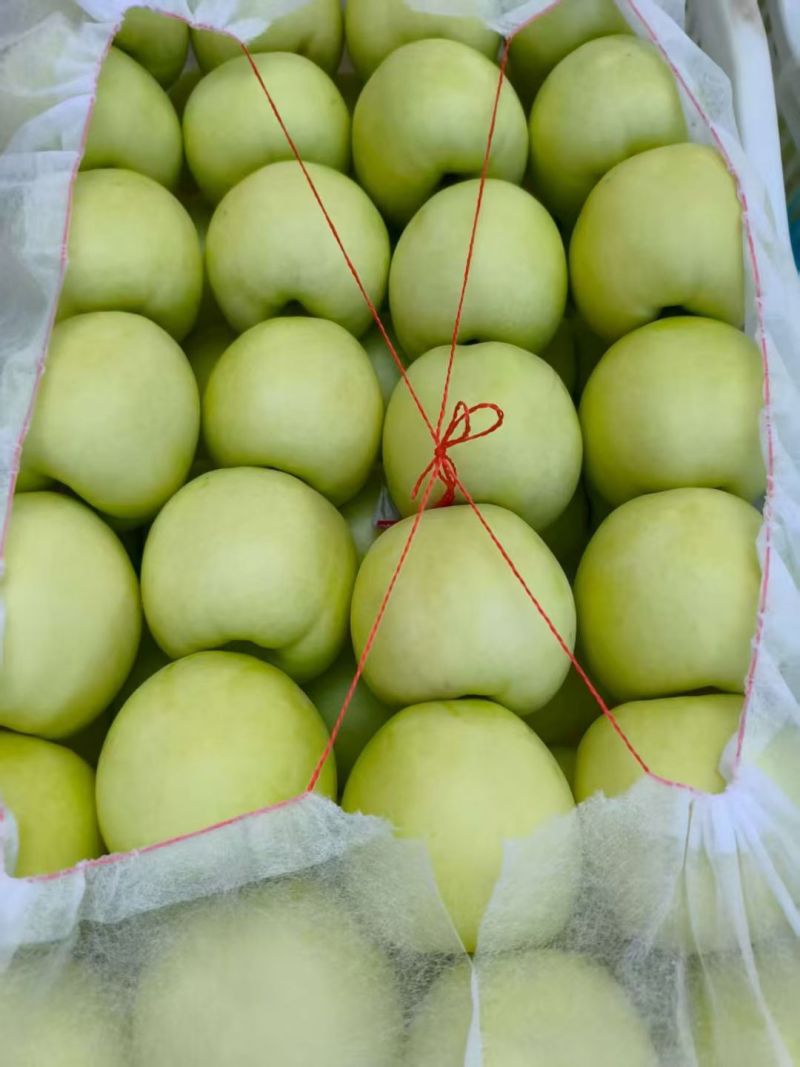 美八苹果75mm以上膜袋个头大货源充足