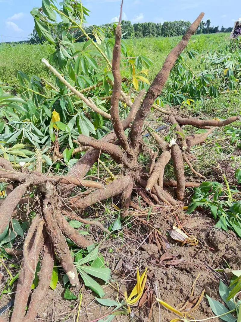 黄心木薯华南9号对接全国市场电商各大平台订单