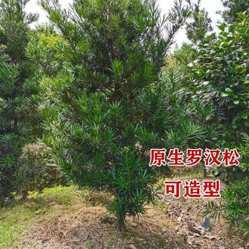 罗汉松价格实惠便宜无假苗可放心交易对接全国市场欢迎采购