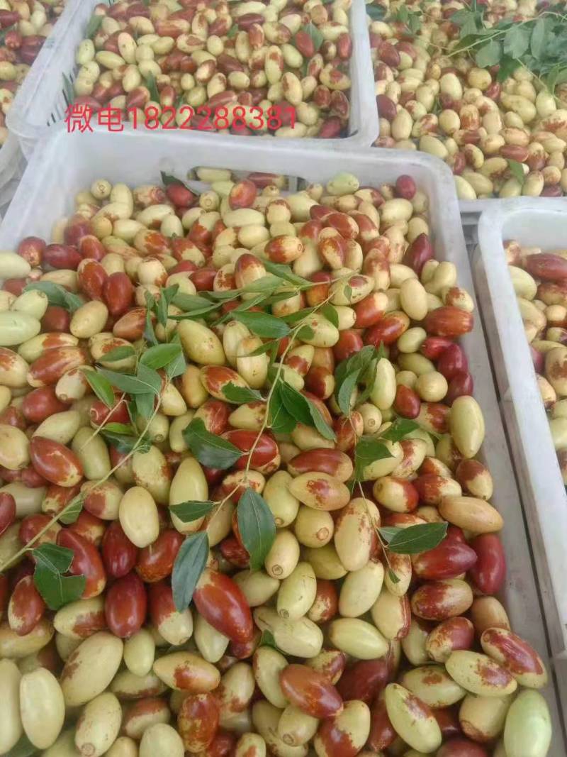 马牙枣大量上市，多年代办，货源充足，欢迎洽谈